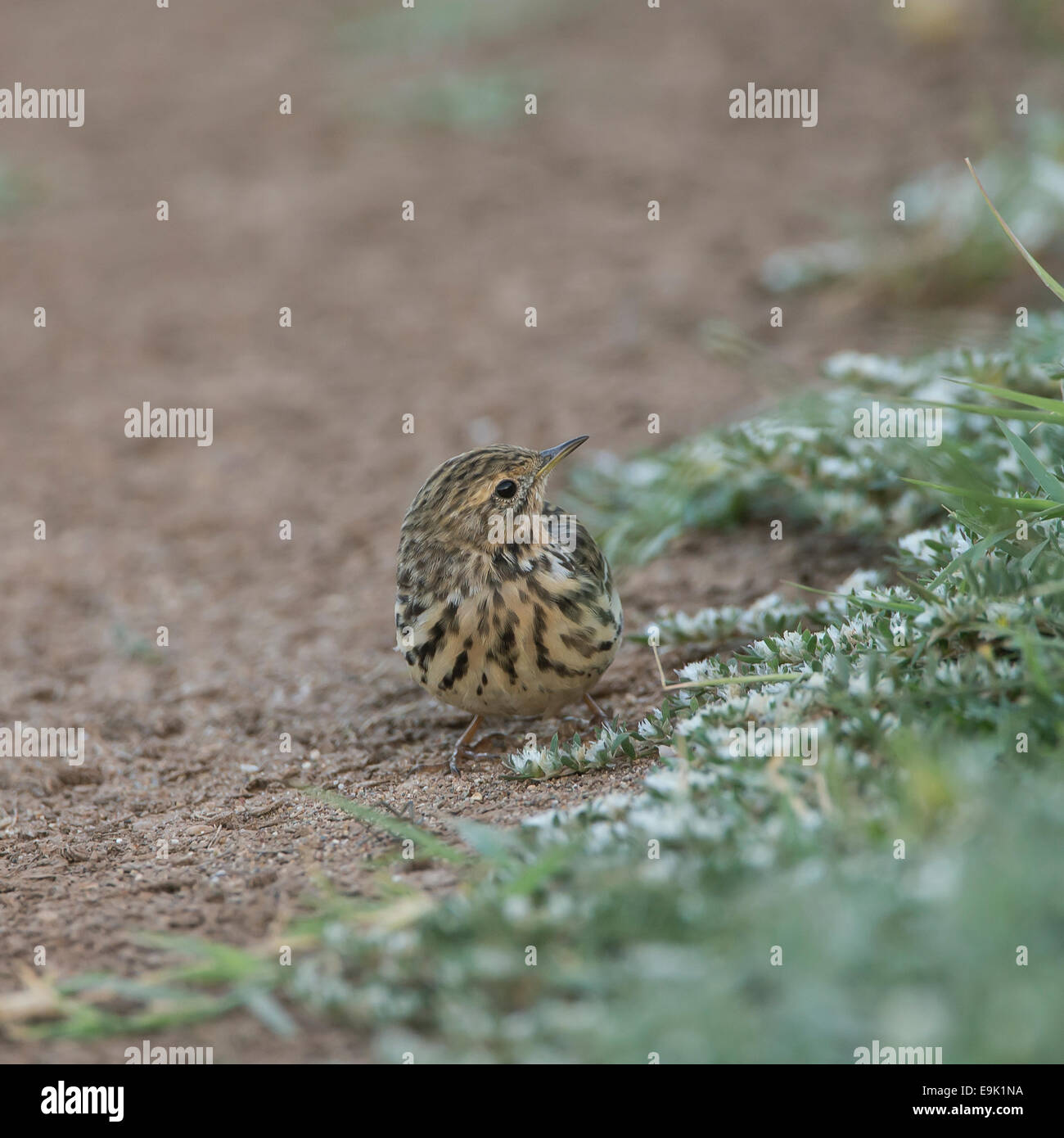 Red-throated Pieper Anthus Cervinus über Migration in Zypern Stockfoto