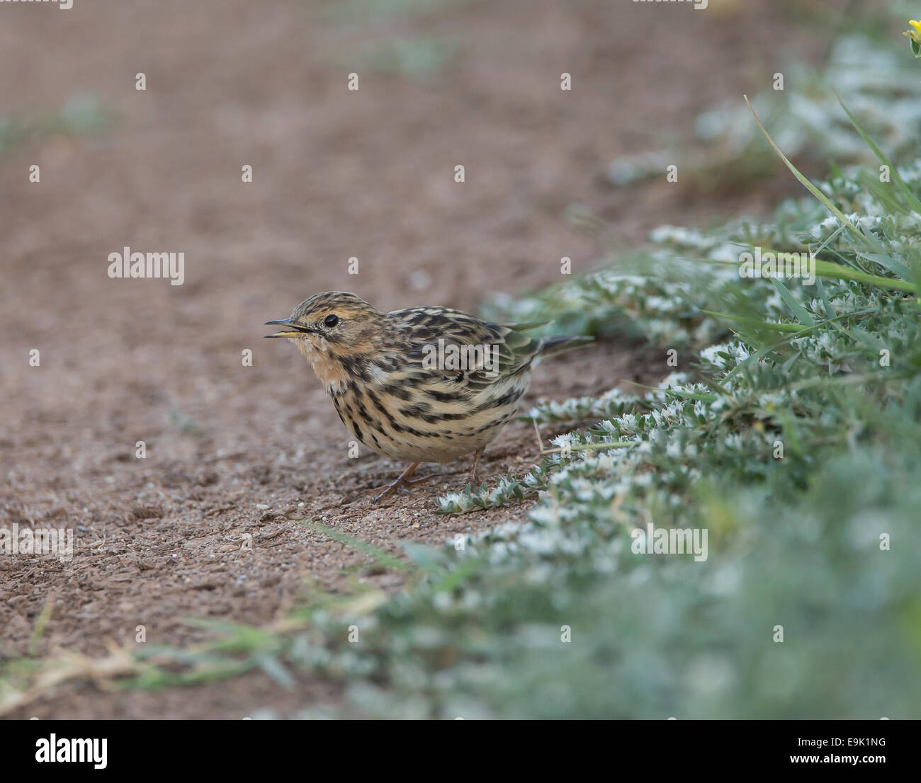 Red-throated Pieper Anthus Cervinus über Migration in Zypern Stockfoto
