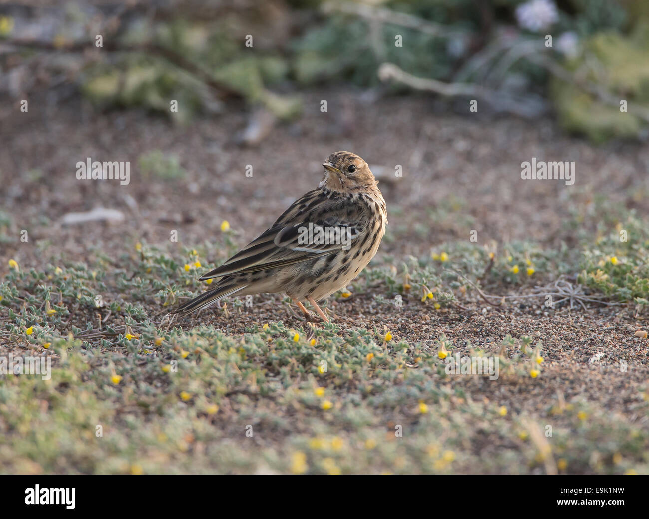 Red-throated Pieper Anthus Cervinus über Migration in Zypern Stockfoto