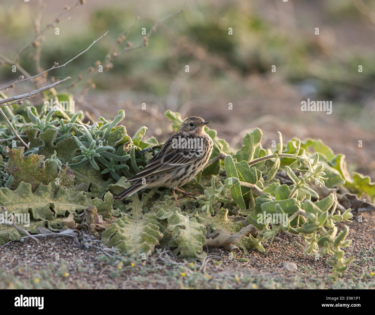 Red-throated Pieper Anthus Cervinus über Migration in Zypern Stockfoto