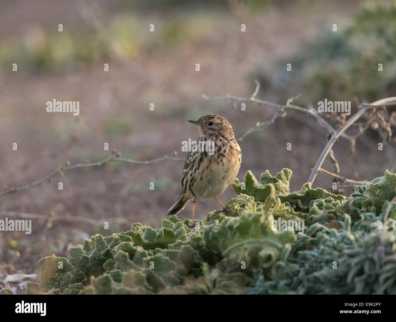 Red-throated Pieper Anthus Cervinus über Migration in Zypern Stockfoto