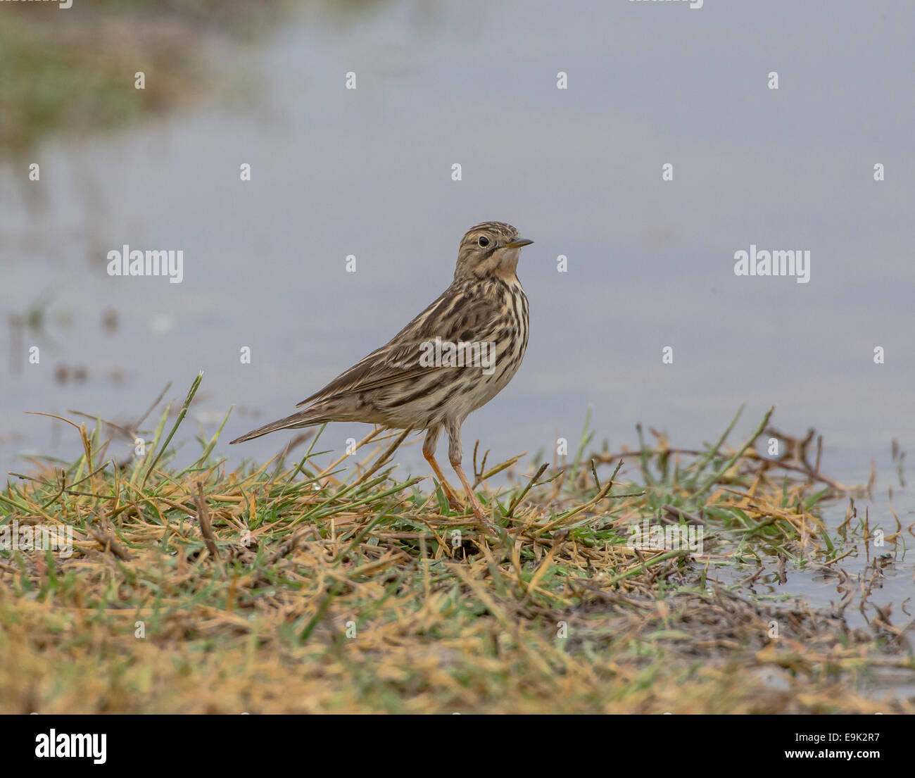 Red-throated Pieper Anthus Cervinus über Migration in Zypern Stockfoto