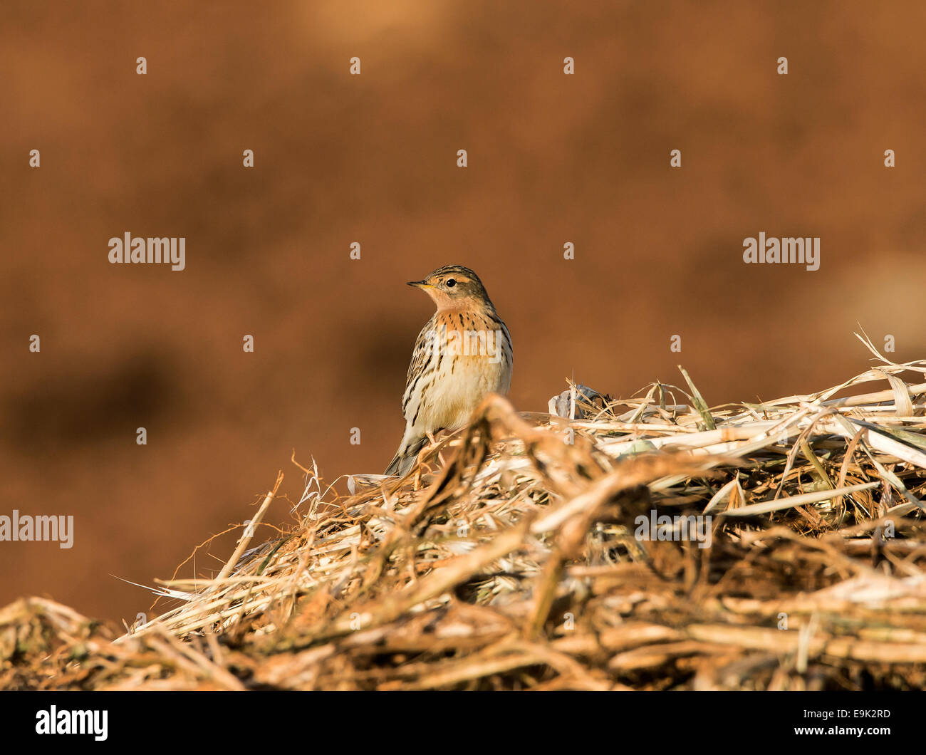 Red-throated Pieper Anthus Cervinus über Migration in Zypern Stockfoto