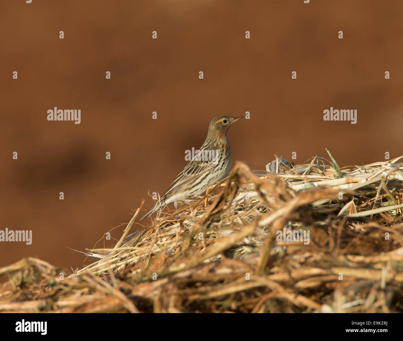 Red-throated Pieper Anthus Cervinus über Migration in Zypern Stockfoto