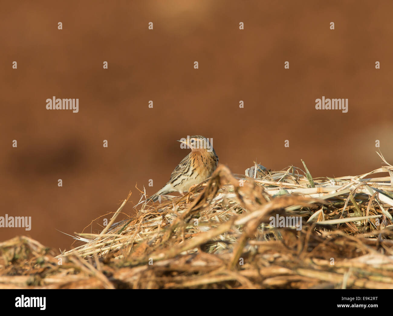 Red-throated Pieper Anthus Cervinus über Migration in Zypern Stockfoto
