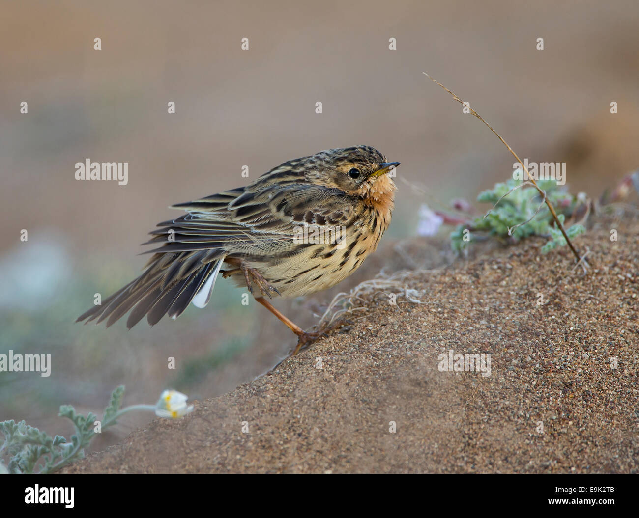 Red-throated Pieper Anthus Cervinus über Migration in Zypern Stockfoto