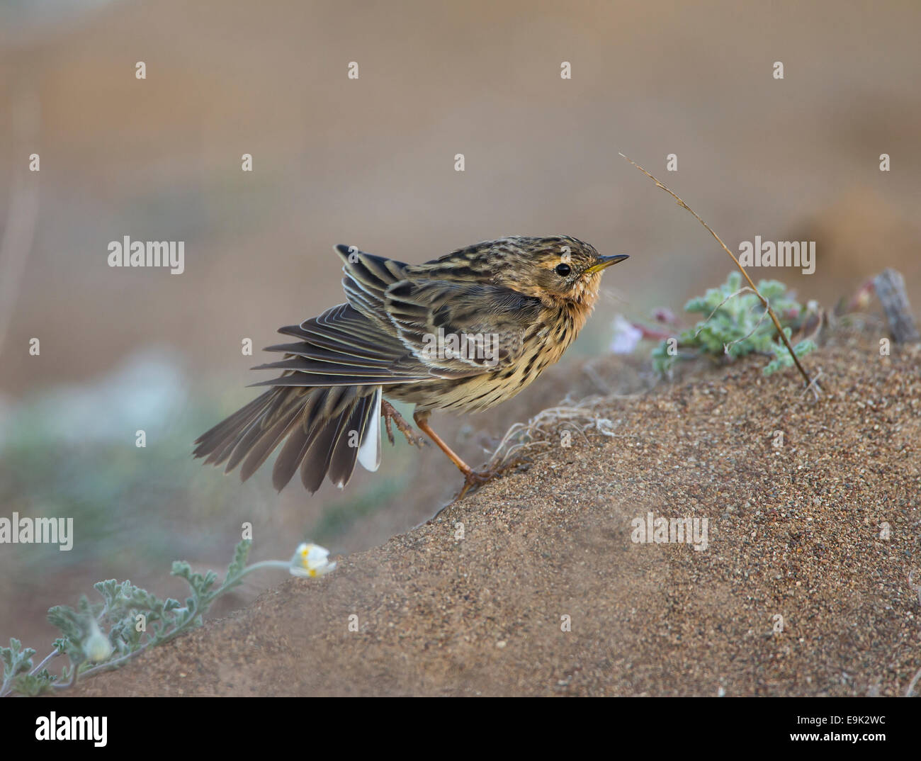 Red-throated Pieper Anthus Cervinus über Migration in Zypern Stockfoto