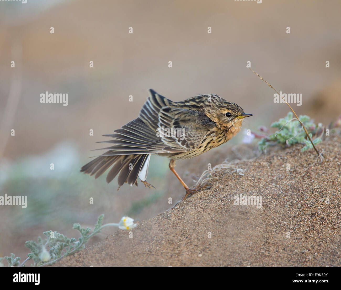 Red-throated Pieper Anthus Cervinus über Migration in Zypern Stockfoto