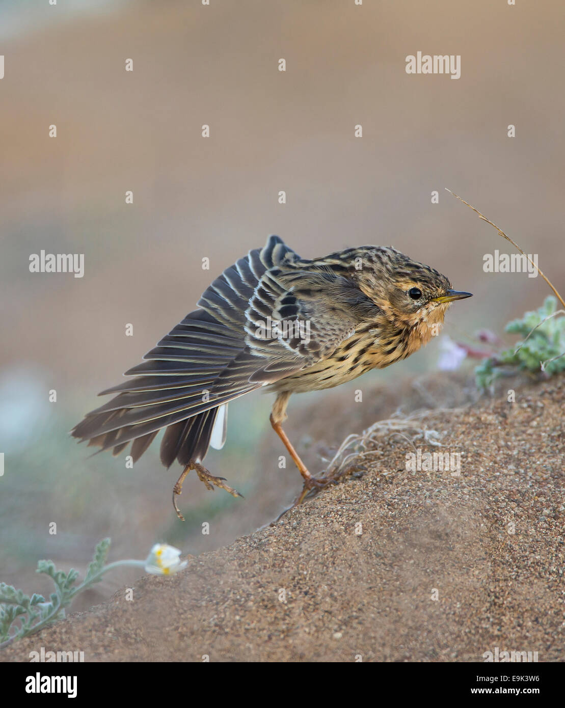 Red-throated Pieper Anthus Cervinus über Migration in Zypern Stockfoto