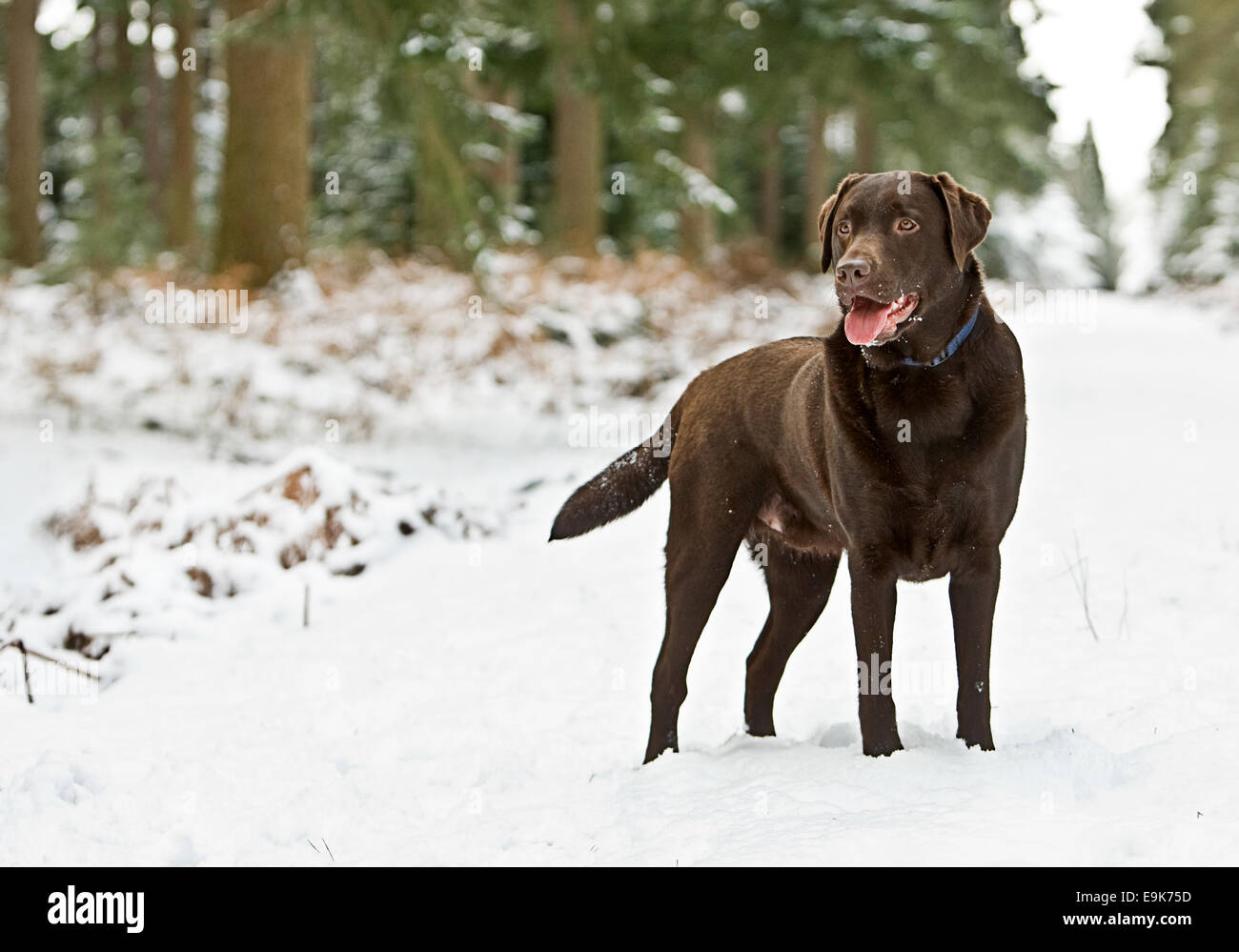 Chocolate Labrador auf Winterspaziergang Stockfoto