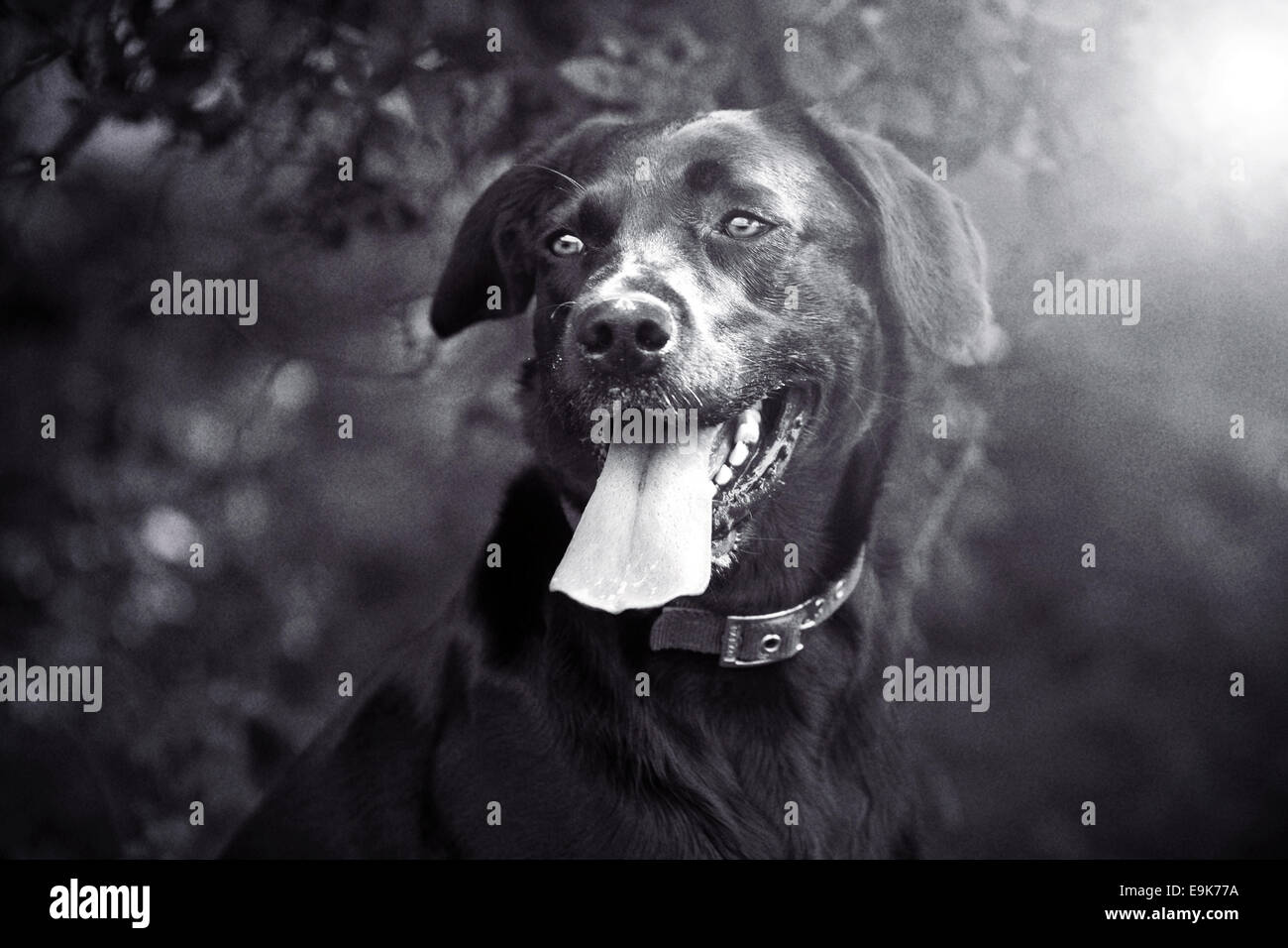 Glücklich schwarzer Labrador Stockfoto
