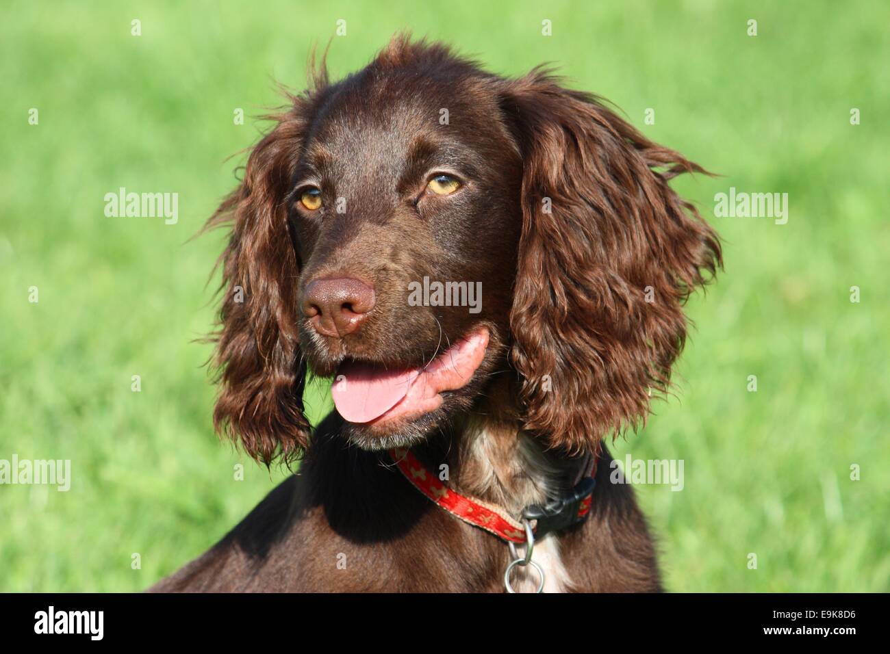 spaniel chocolate