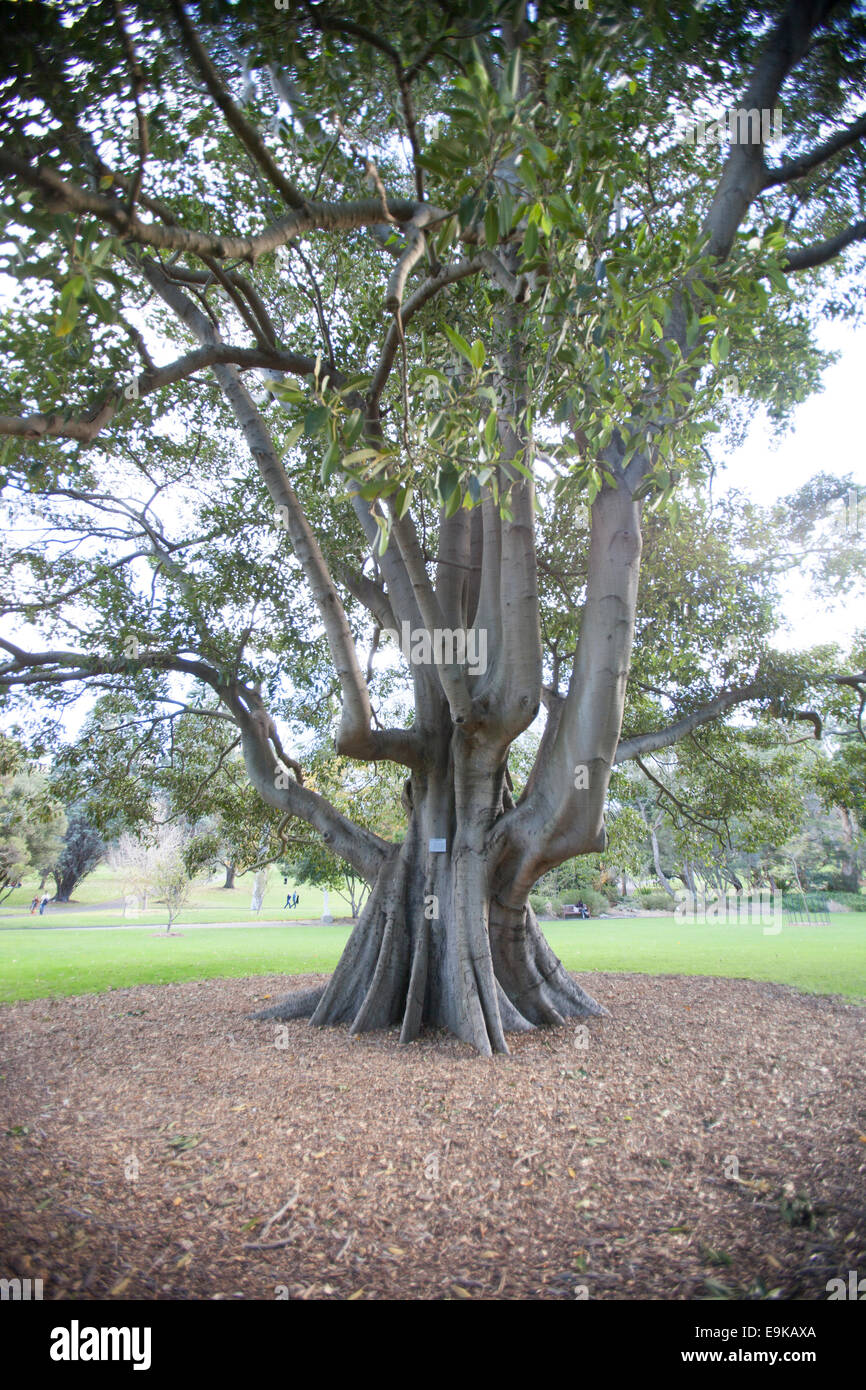 Großer Baum im Botanischen Garten, Sydney, Australien Stockfoto