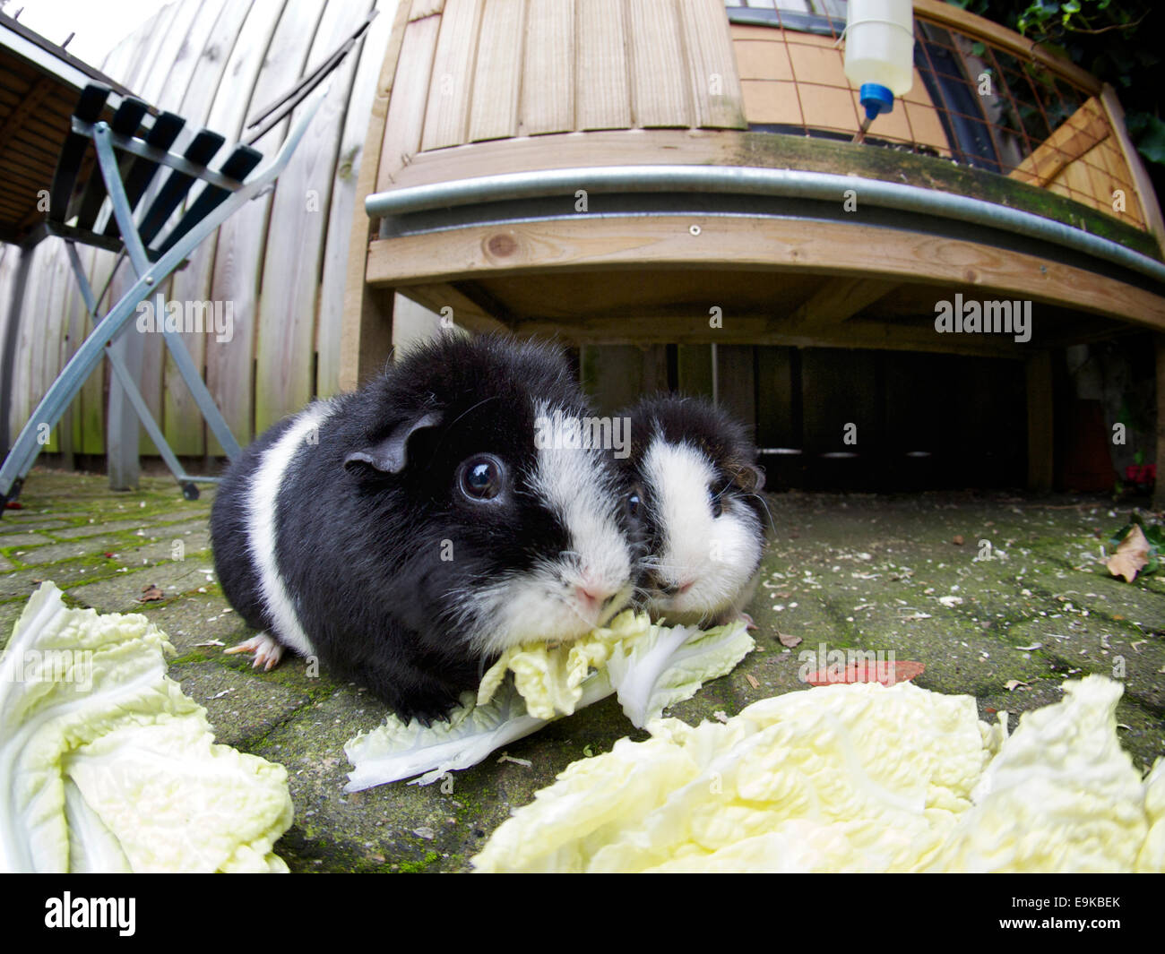 Zwei schwarze und weiße Meerschweinchen essen Kohl in den Hinterhof. Fisheye-Bild. Breda, Niederlande Stockfoto