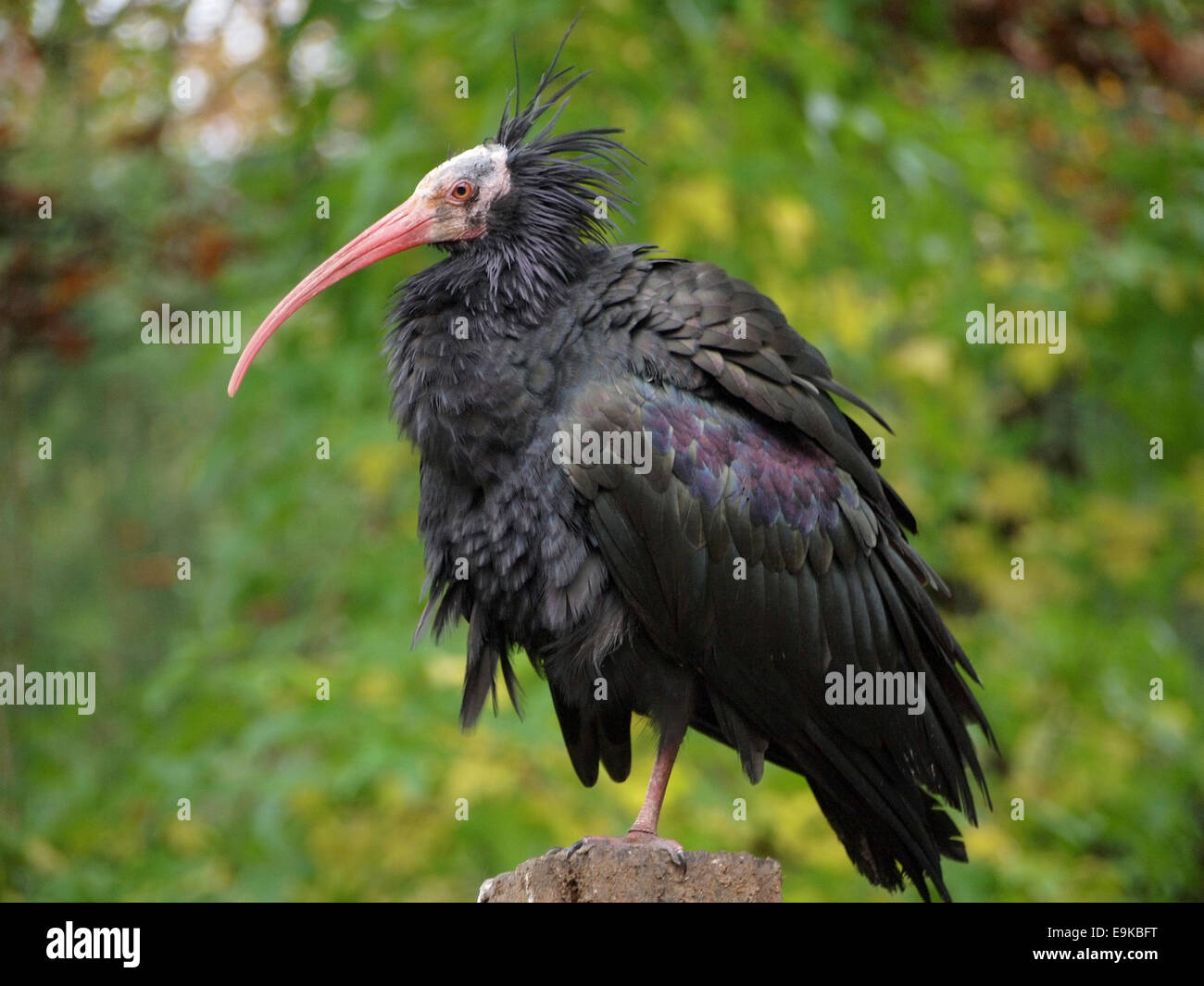 Waldrapp (Geronticus Eremita) Ibis vor grünem Hintergrund. Apenheul Zoo, Niederlande Stockfoto