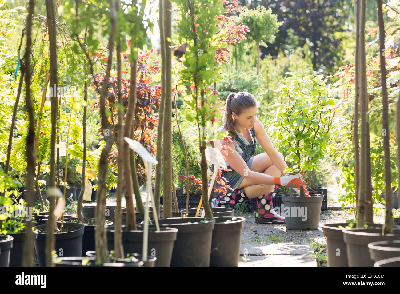 Frau pflanzt Topf im Garten-center Stockfoto