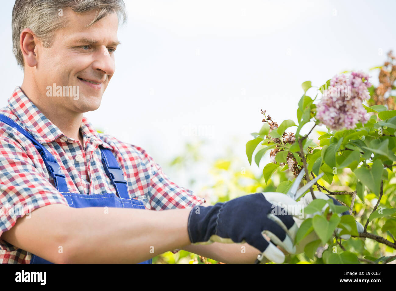 Mann Schneiden von Ästen im Garten Stockfoto