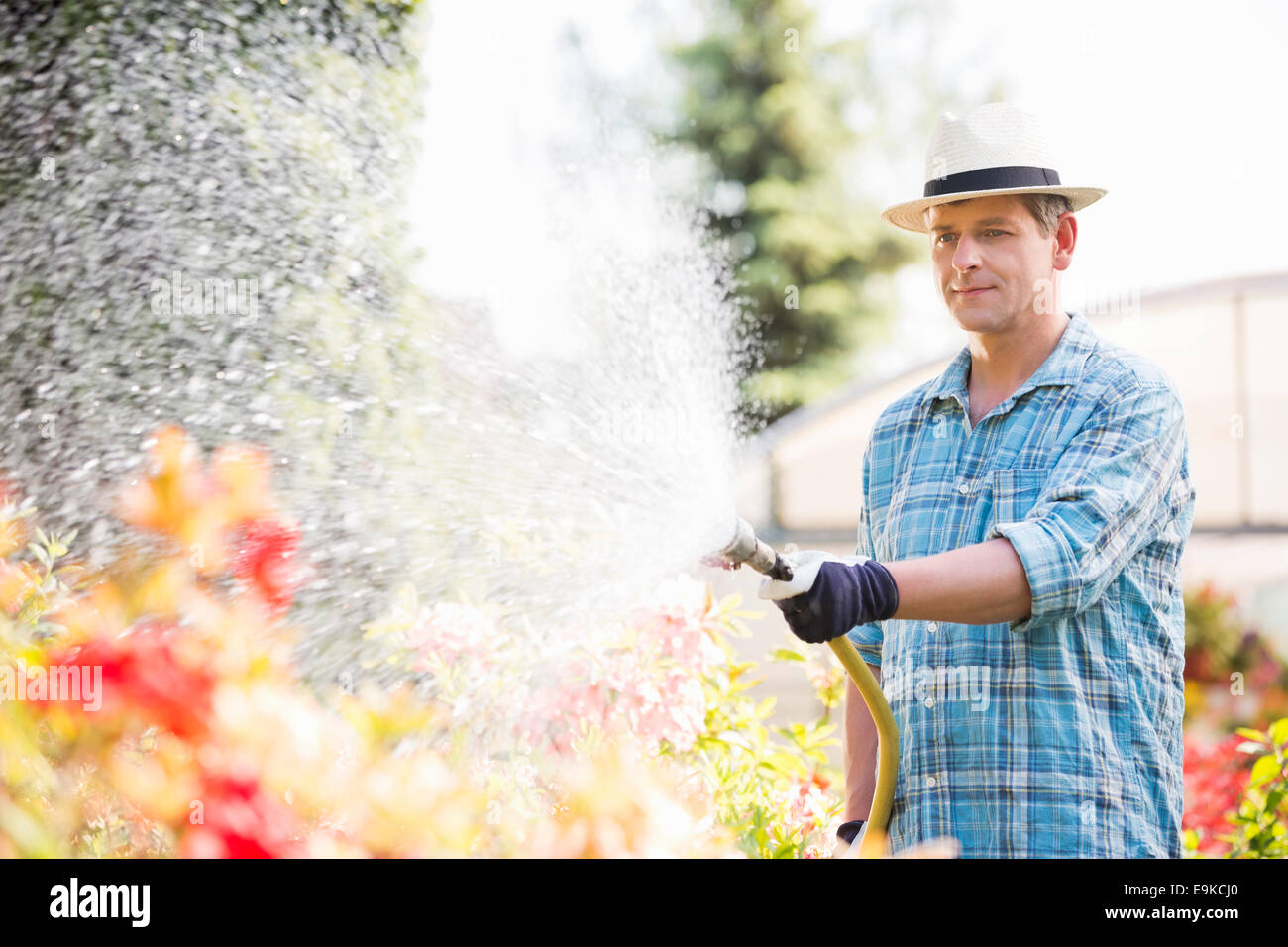 Mann, die Bewässerung von Pflanzen außerhalb Gewächshaus Stockfoto