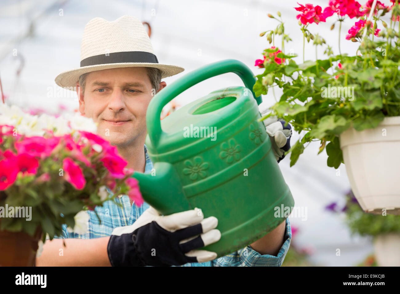 Mann mittleren Alters, die Bewässerung von Blumen Pflanzen im Gewächshaus Stockfoto