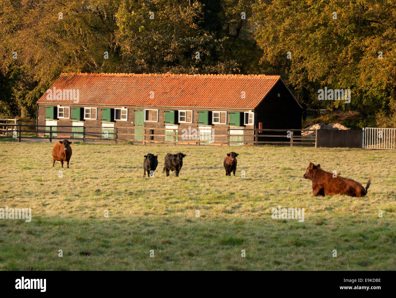 Eine kleine Herde Kühe in einem Feld und Stall, Cambridgeshire, England UK Stockfoto