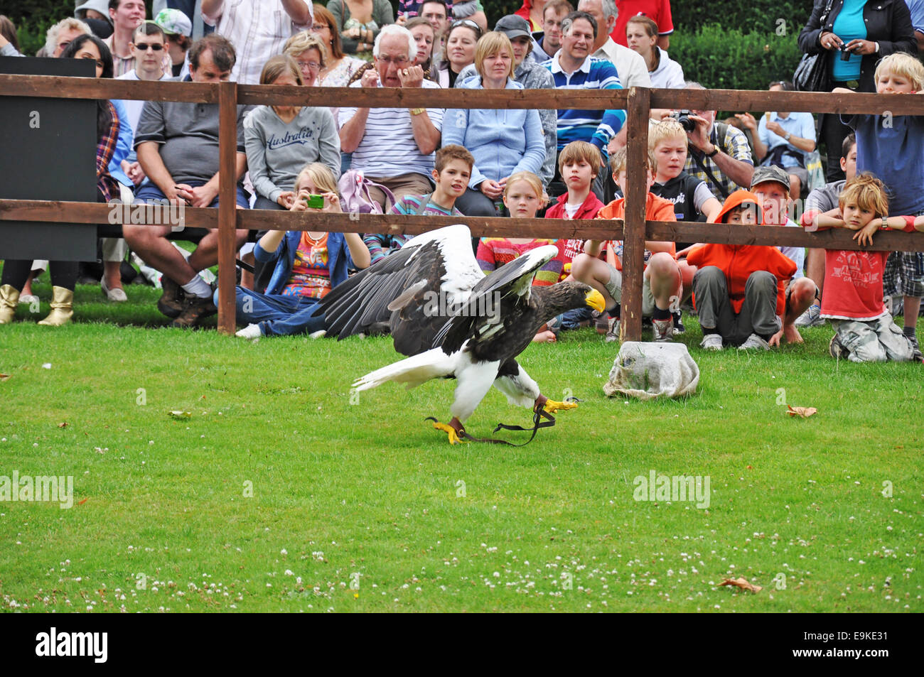 Eine riesige Steller Seeadler erklingt in Warwick Castle vor einer großen Menschenmenge. England, UK. Stockfoto