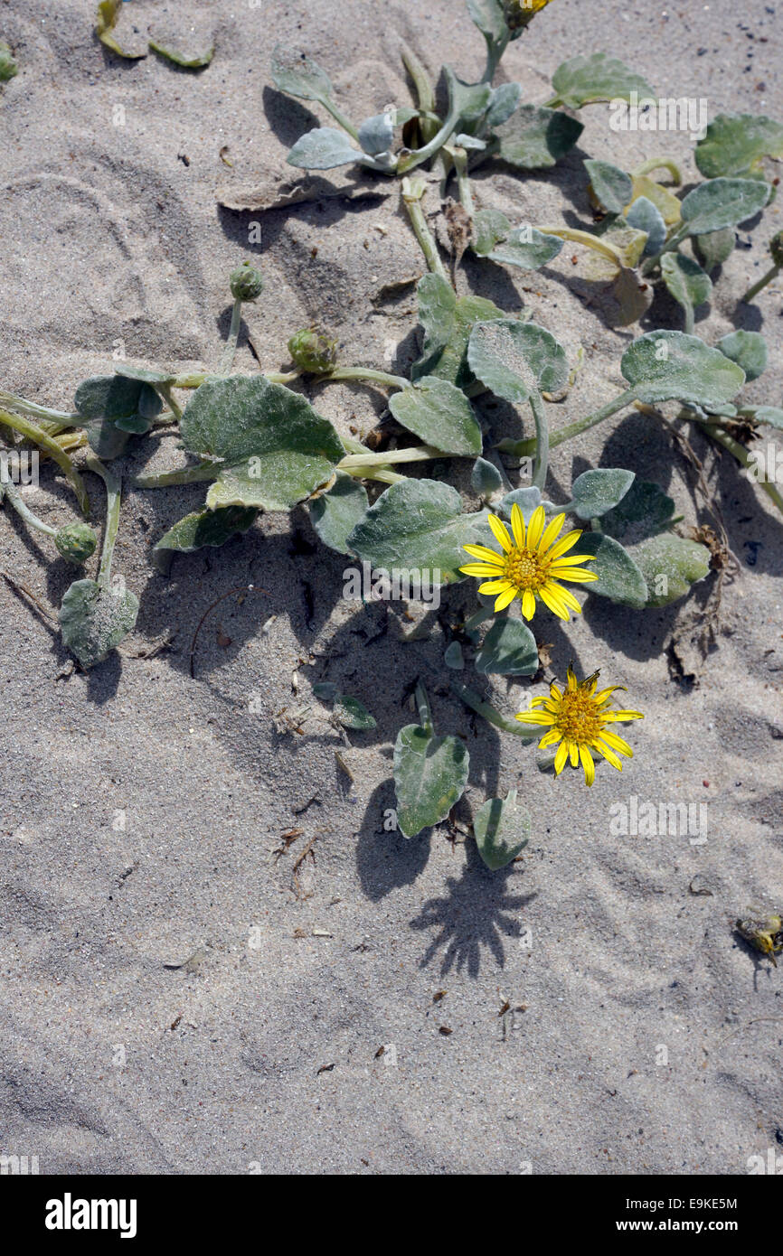 Gelbes Gänseblümchen wie Blume des Werks Gazania Rigens am Strand von Hout Bay in der Nähe von Kapstadt. Stockfoto