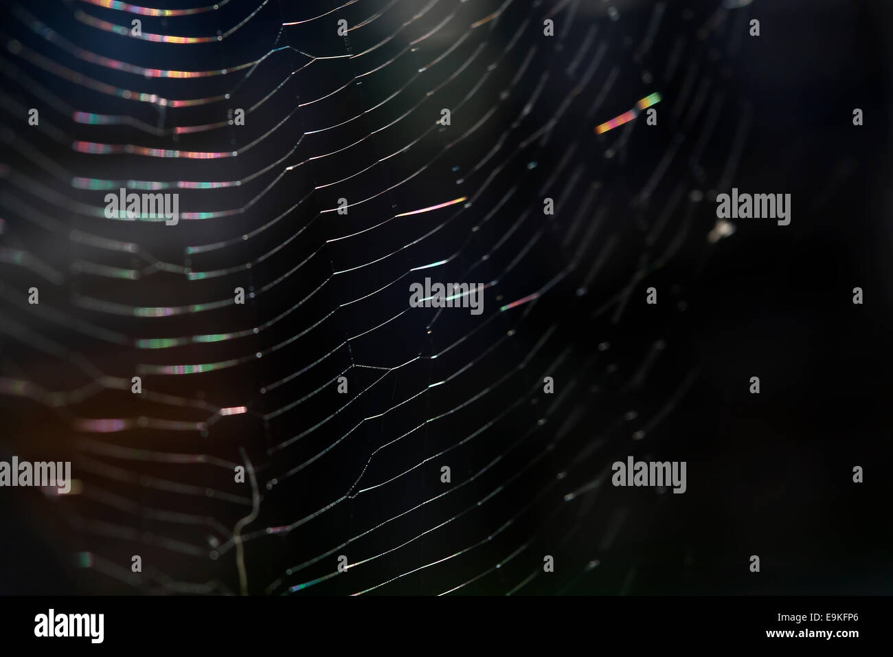 Nahaufnahme von einem Spinnennetz vor schwarzem Hintergrund Stockfoto