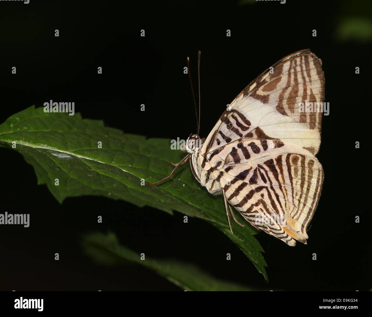 Zebra Mosaik Schmetterling (Colobura Dirce) aka Dirce Schönheit Stockfoto