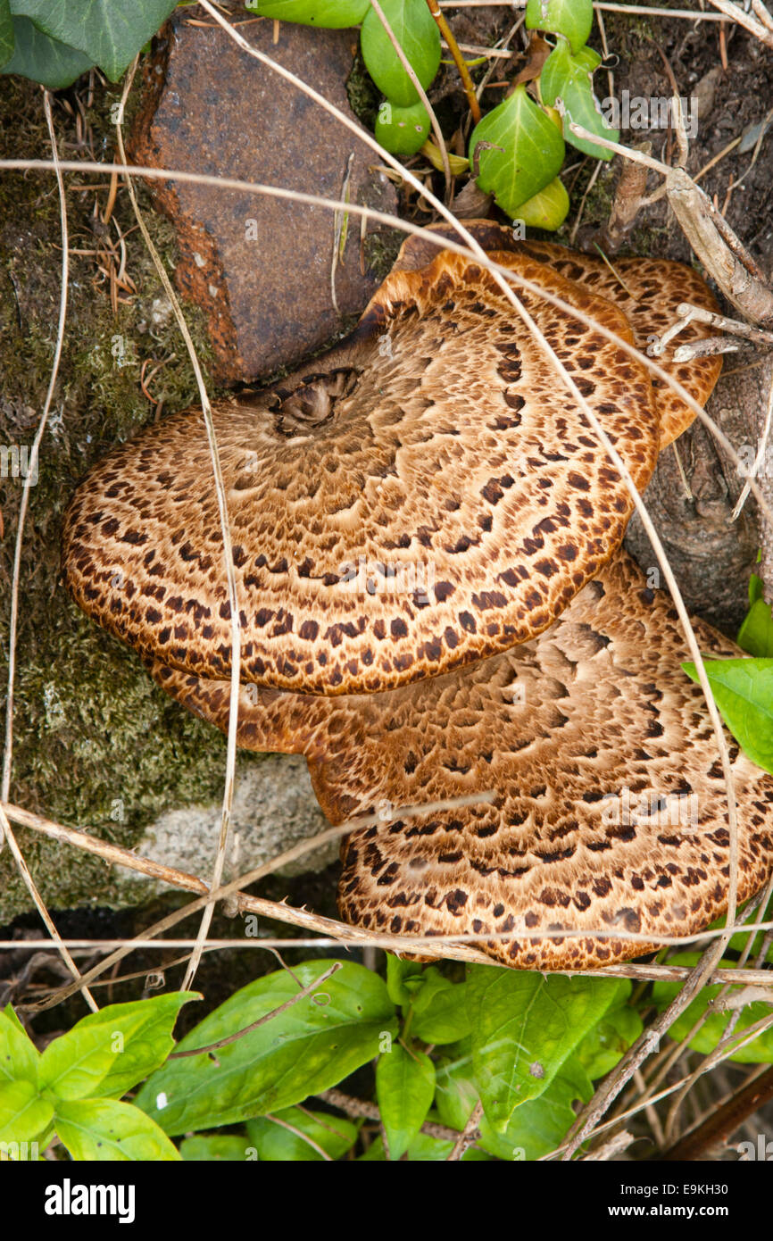 Junge Exemplare von den Fasan hintere Halterung Pilz, Polyporus an Stockfoto