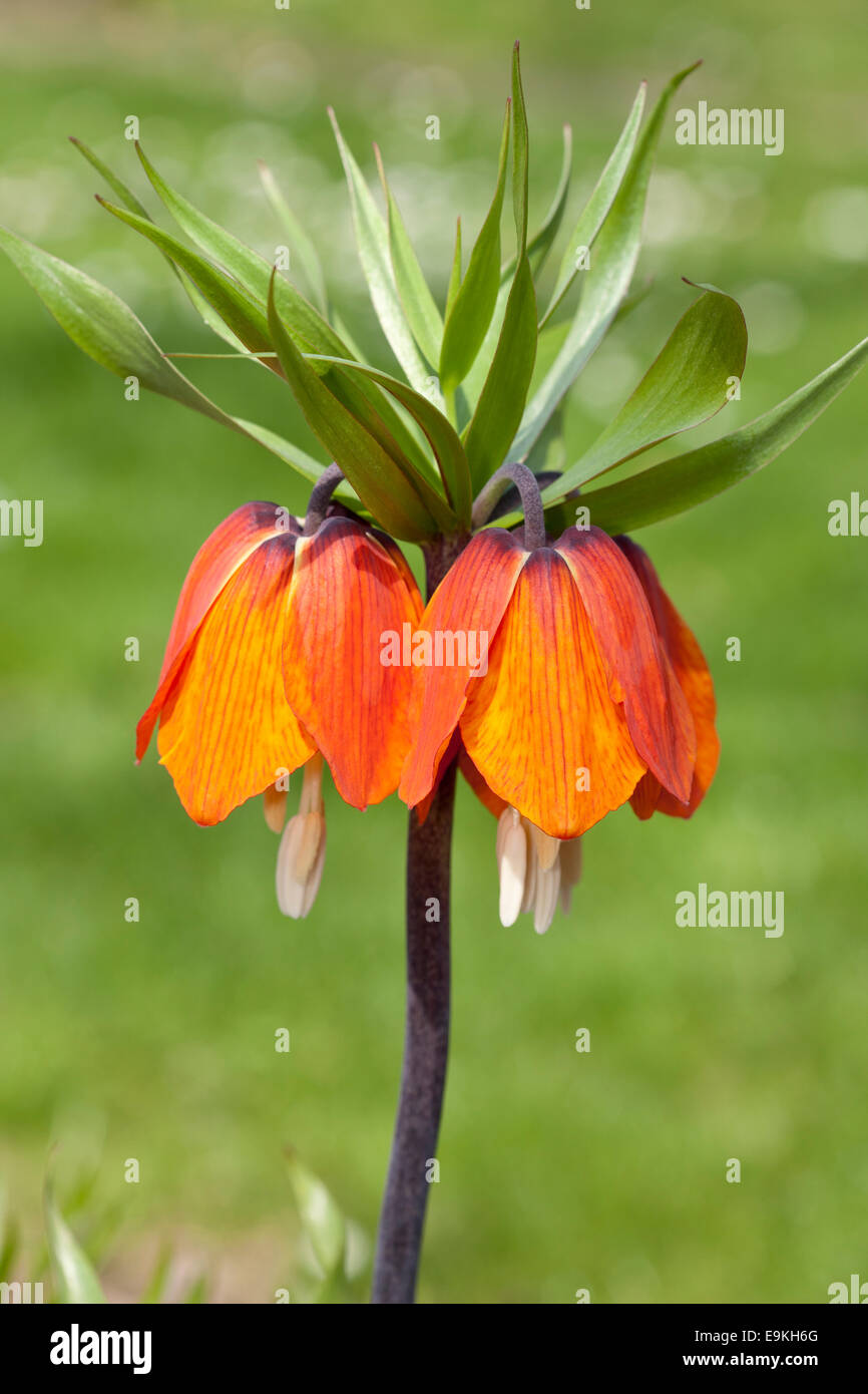 Crown Imperial Fritillary, Crown Imperial oder Kaisers Krone (Fritillaria Imperialis) Stockfoto