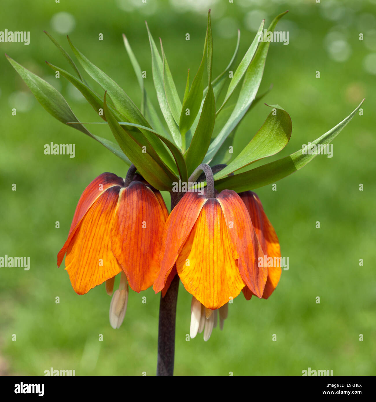 Crown Imperial Fritillary, Crown Imperial oder Kaisers Krone (Fritillaria Imperialis) Stockfoto
