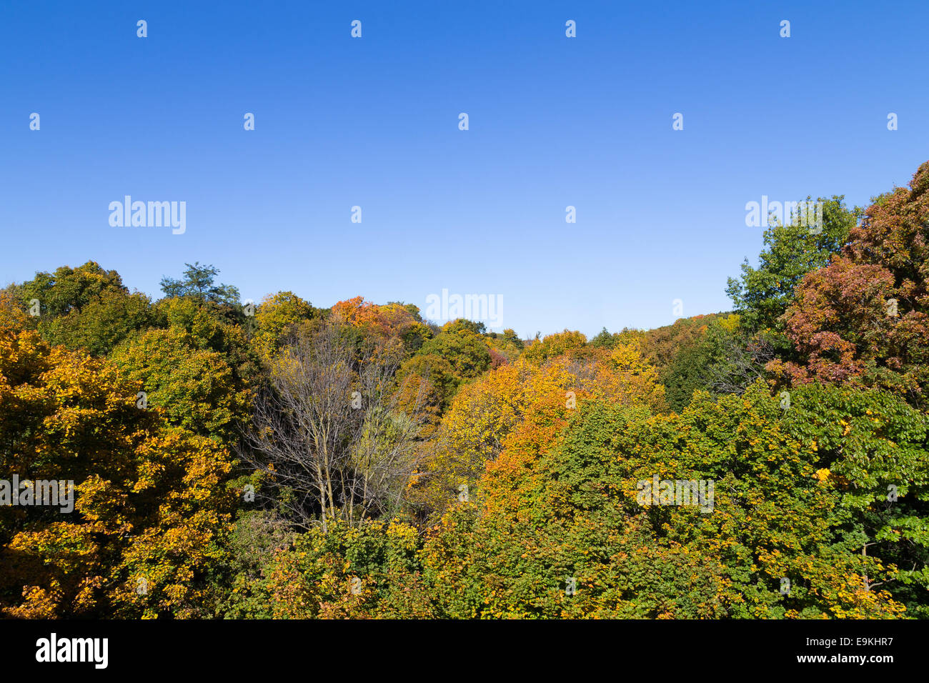 Ein Blick auf eine Schlucht zeigt viele Bäume im Herbst Stockfoto