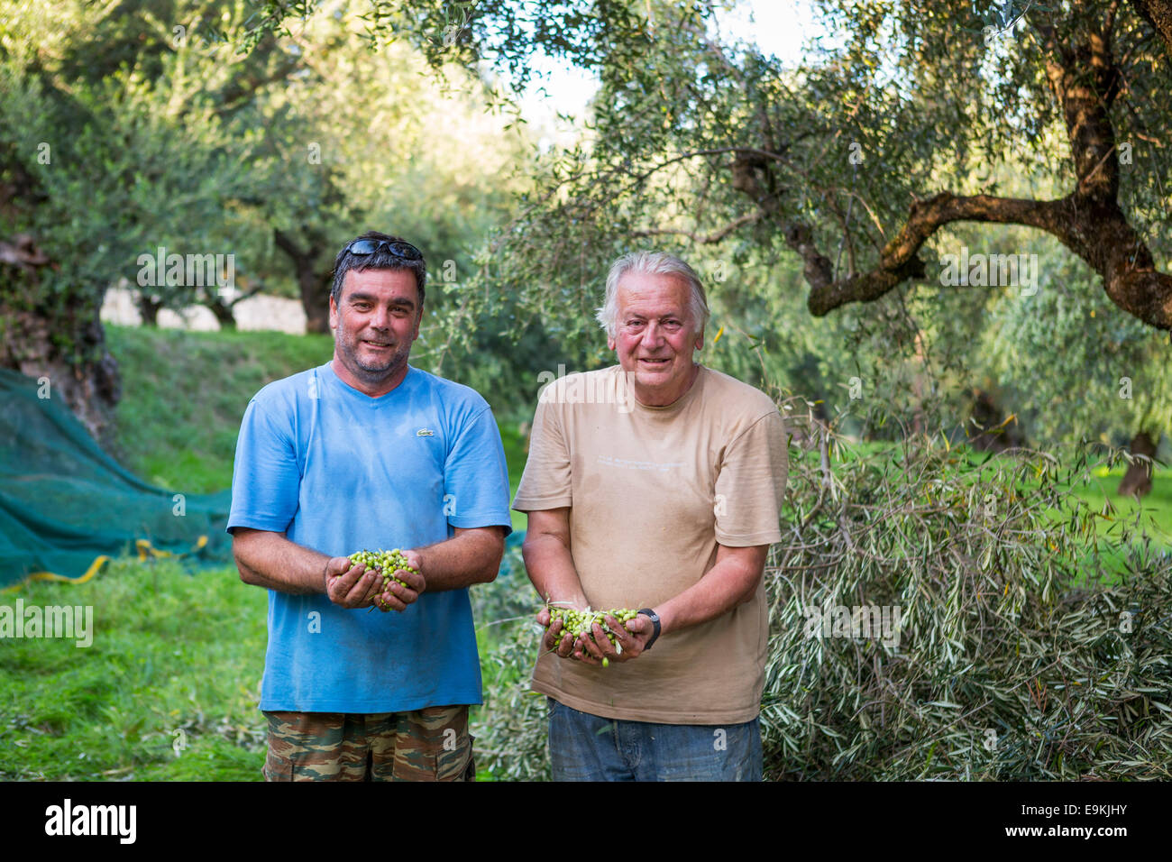 Landwirtschaft in Griechenland: zwei griechische Landwirte zeigen Olive Ernte auf Zakynthos Griechenland Stockfoto