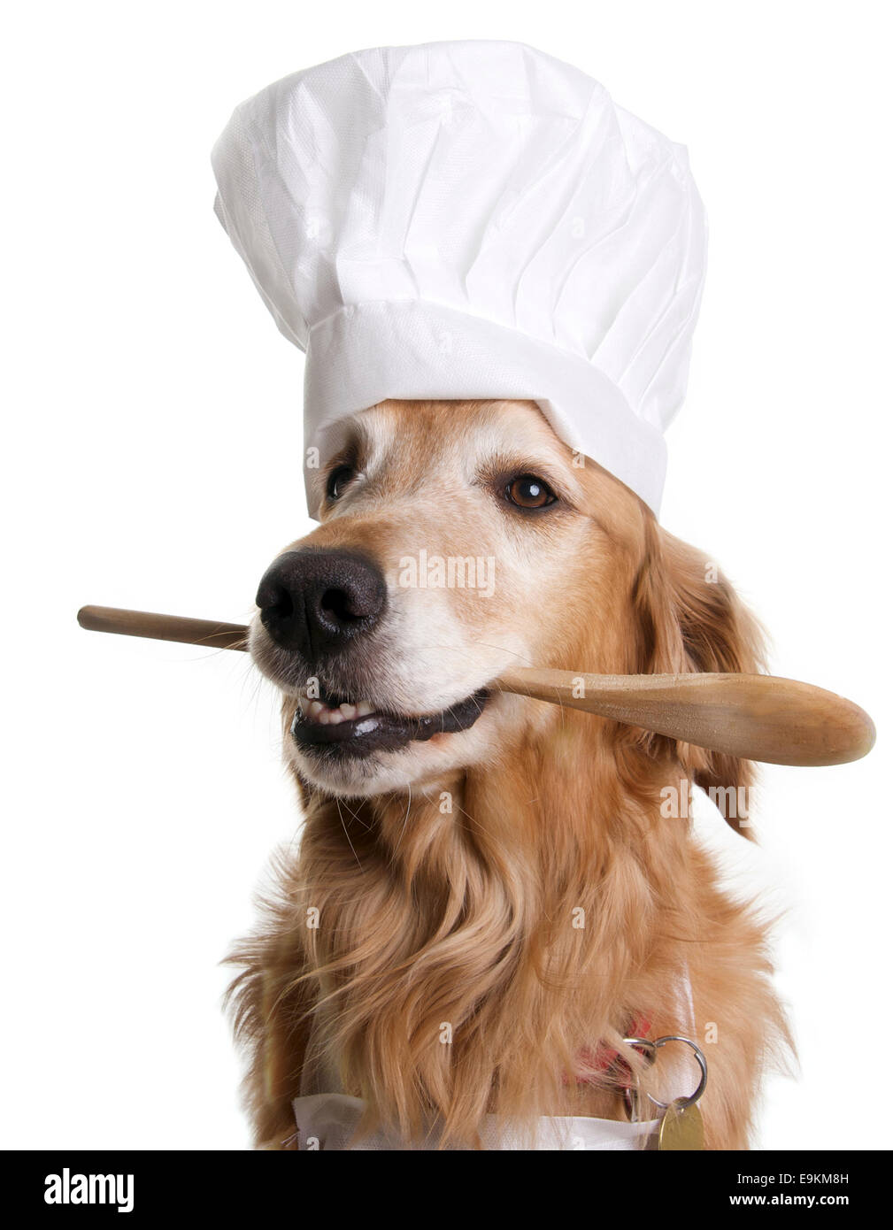 Golden Retriever Hund mit einem Koch Hut und einem Holzlöffel auf weißem Hintergrund Stockfoto Golden Retriever Hund mit einem Koch Hut und einem Holzlöffel auf weißem Hintergrund Stockfoto