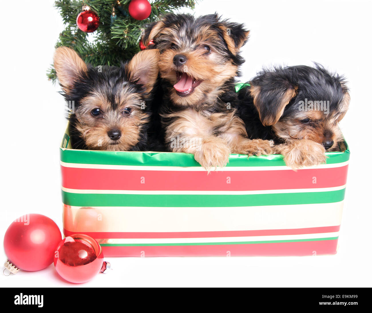 Ein Wurf von Yorkshire Terrier Welpen in ein verpacktes Geschenk-Box für Weihnachten auf weißem Hintergrund Stockfoto