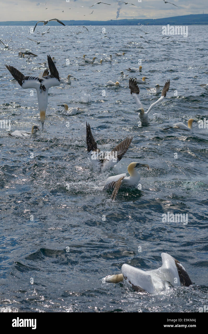 Ein gefundenes Fressen als Basstölpel (Sula Bassana; Morus Bassanus) Tauchen hat Fisch von Bass Rock in den Firth of Forth. Stockfoto