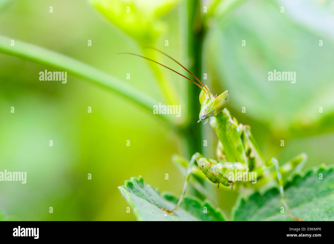 Creobroter Gemmatus, Jeweled Blume Mantis oder Indian Flower Mantis auf Pflanzenblattes Stockfoto