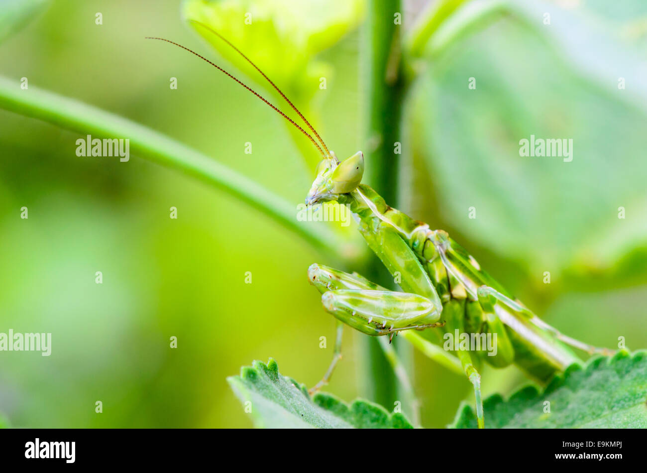 Creobroter Gemmatus, Jeweled Blume Mantis oder Indian Flower Mantis auf Pflanzenblattes Stockfoto