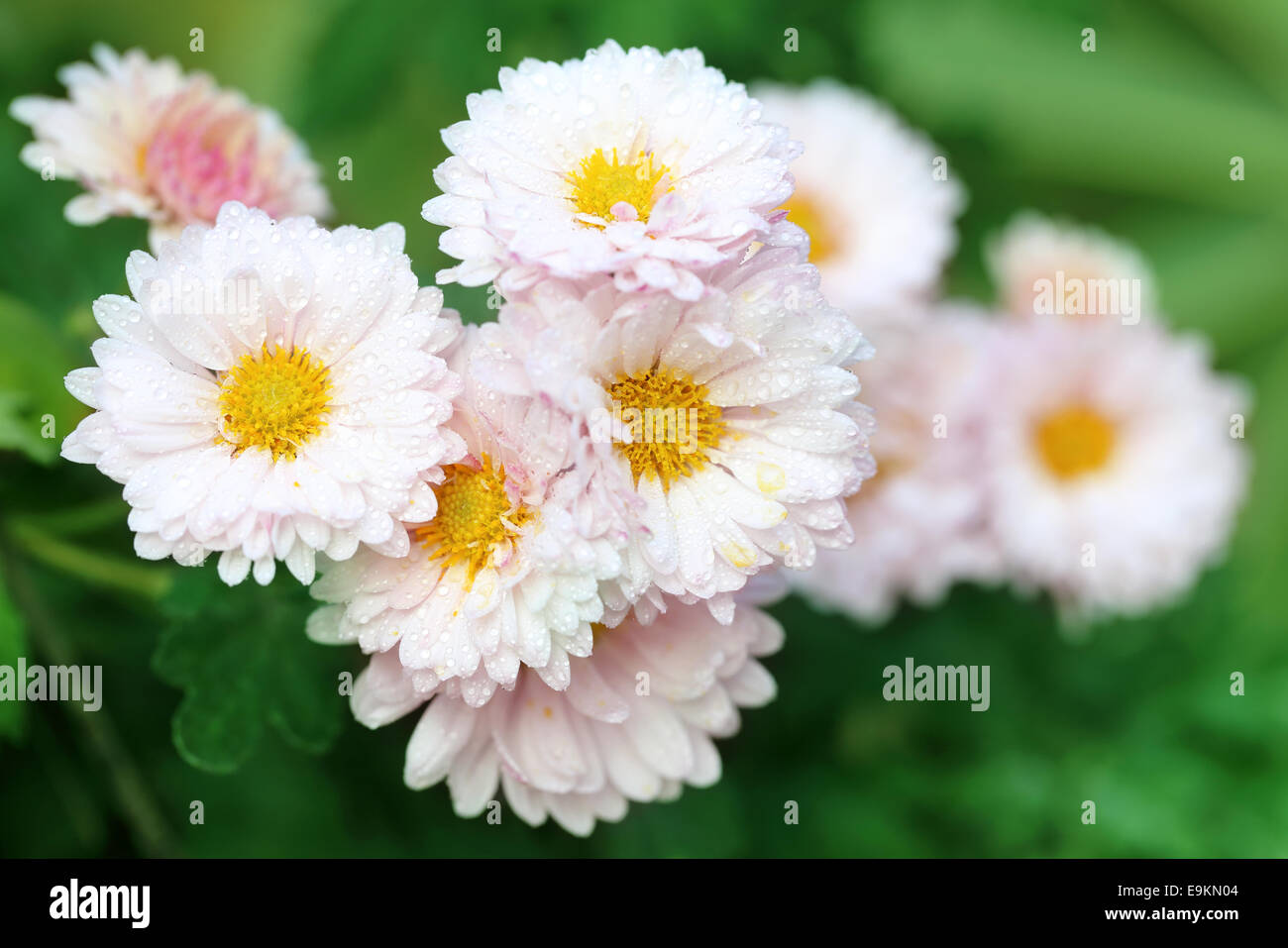 Schließen Sie oben einige Regen durchnässt Chrysantheme Stockfoto