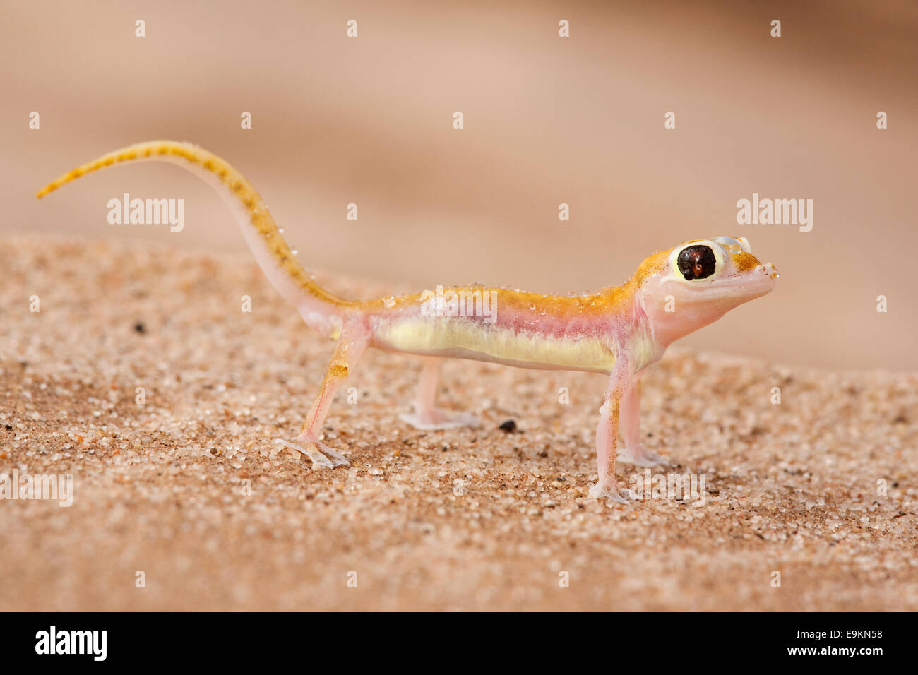Webfooted Gecko, Palmatogecko Rangei, Namib-Wüste, Namibia Stockfoto