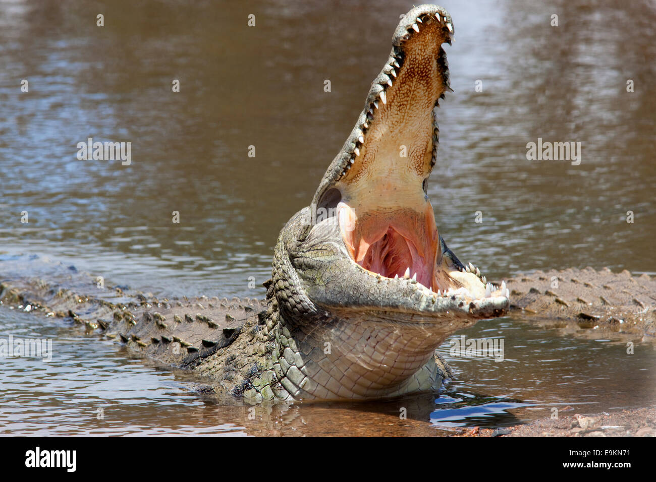 Nil-Krokodil, Crocodylus Niloticus, der weiße Hai agape, Krüger Nationalpark, Südafrika Stockfoto
