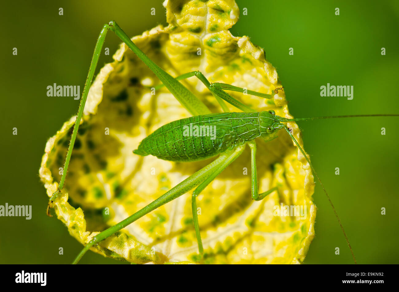 Speckled Bush. Cricket in der gelben Blätter grün Stockfoto