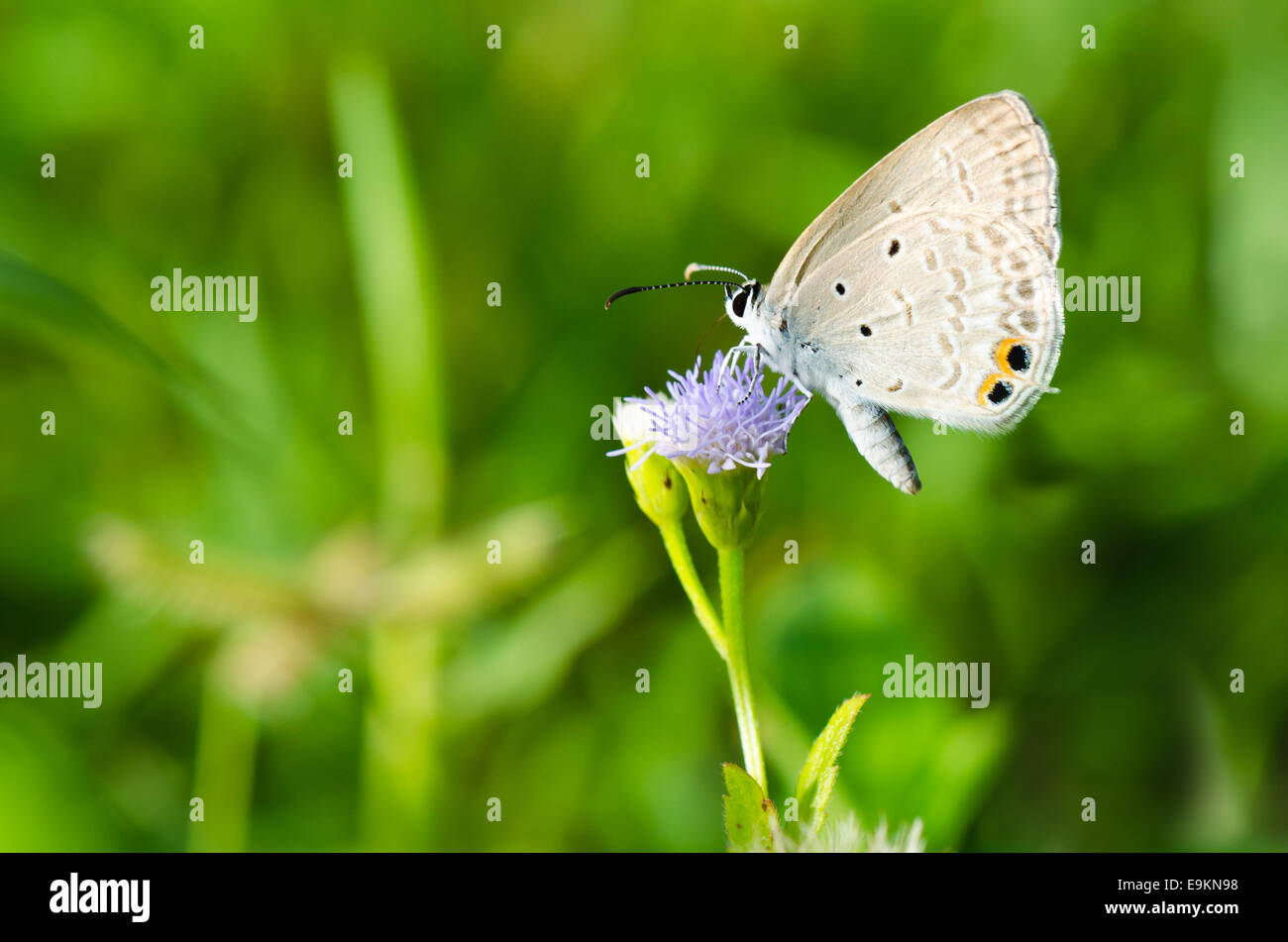 Cycad blau oder Ebenen Amor, kleiner Schmetterling auf Goat Weed Blume im Sommer von Thailand Stockfoto