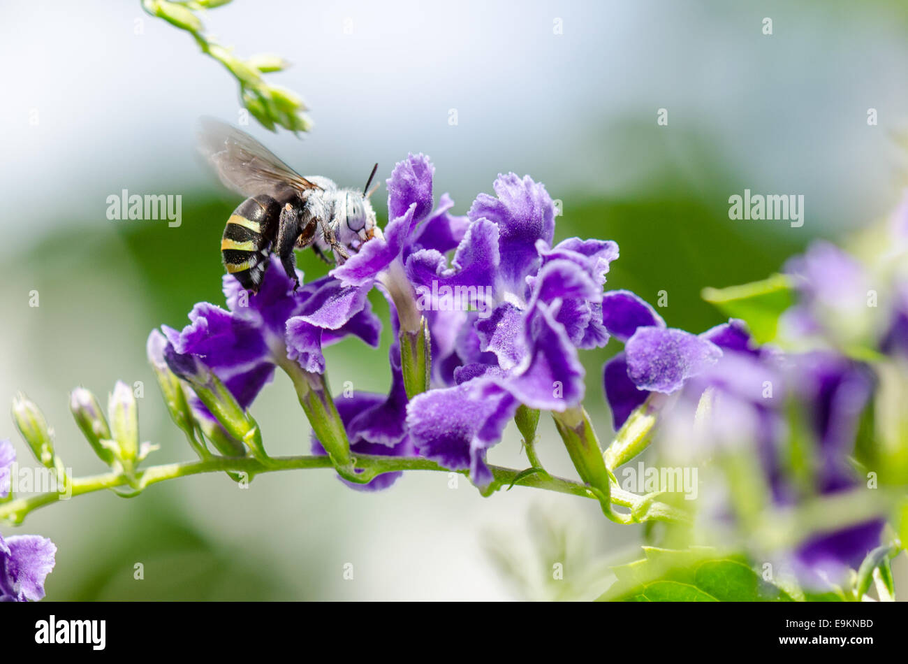 White-Banded Digger Bee (Amegilla Quadrifasciata), ist eine Art von Bienen Nektar auf blaue Blume genommen in Thailand Essen Stockfoto