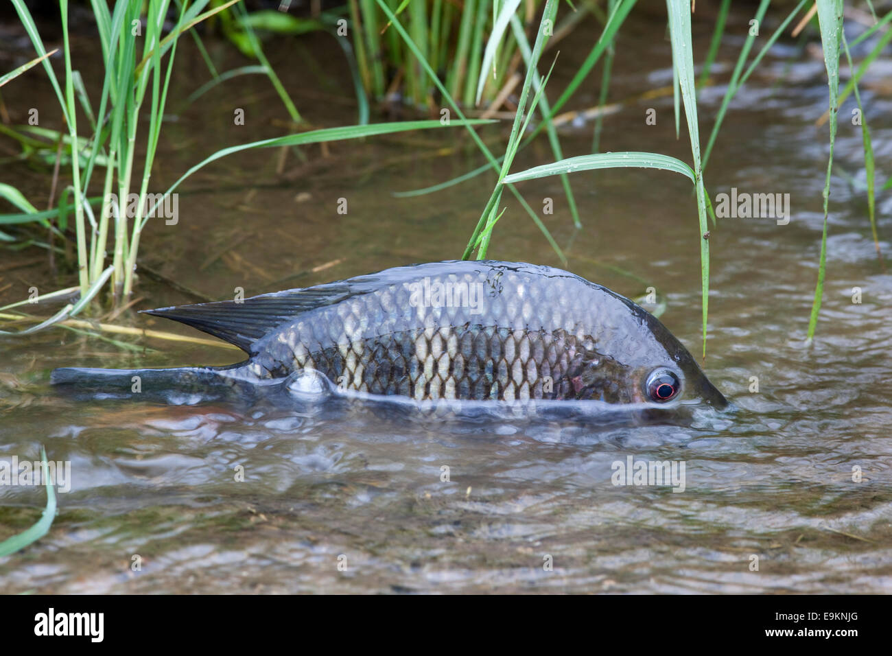 Fisch nach Flut Retreat, Krüger Nationalpark, Südafrika gestrandet Stockfoto