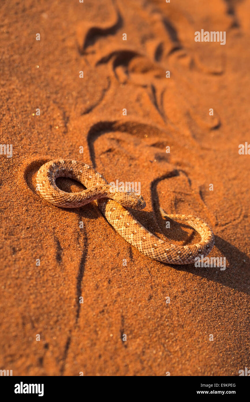 Peringuey Addierer (vorwärtsschlängelnden Adder) (Bitis Peringueyi), 'vorwärtsschlängelnden', Namib-Wüste, Namibia, Stockfoto