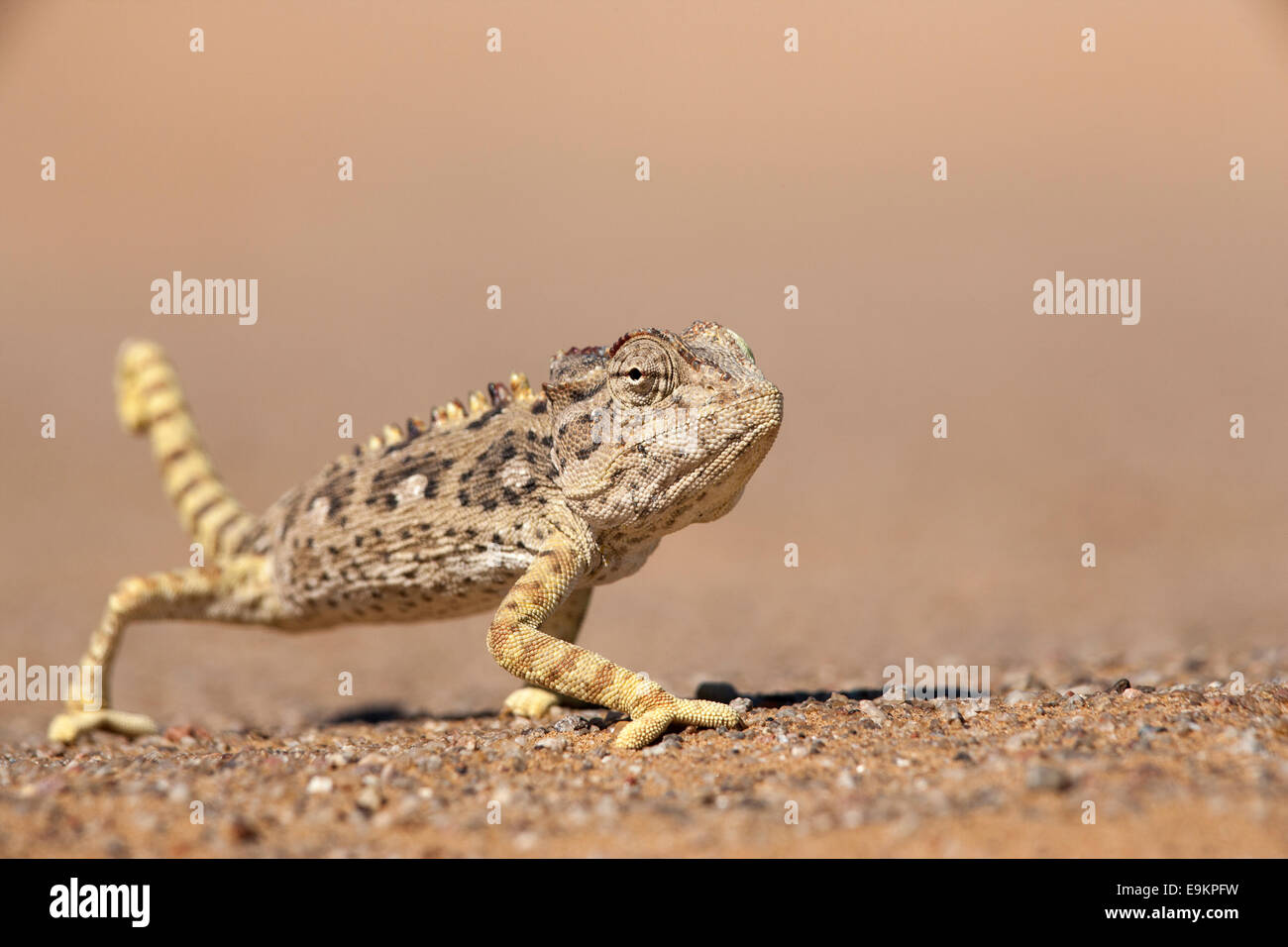 Namaqua Chamäleon (Chamaeleo Namaquensis), Namib-Wüste, Namibia, Stockfoto