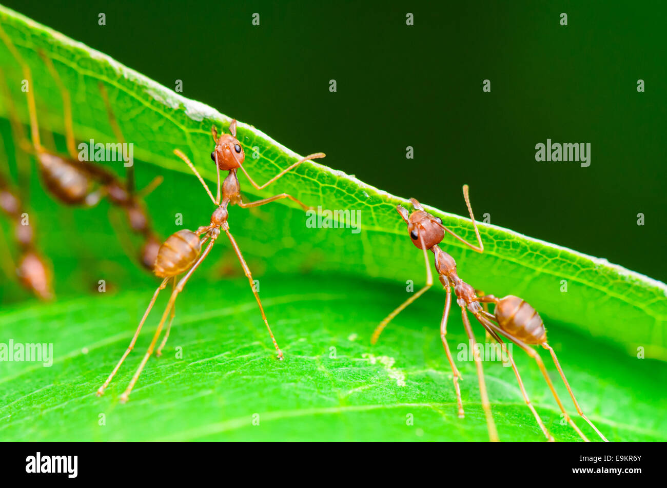 Weberameisen oder grüne Ameisen (Oecophylla Smaragdina) arbeiten zusammen, bauen eine Nest in Thailand Stockfoto