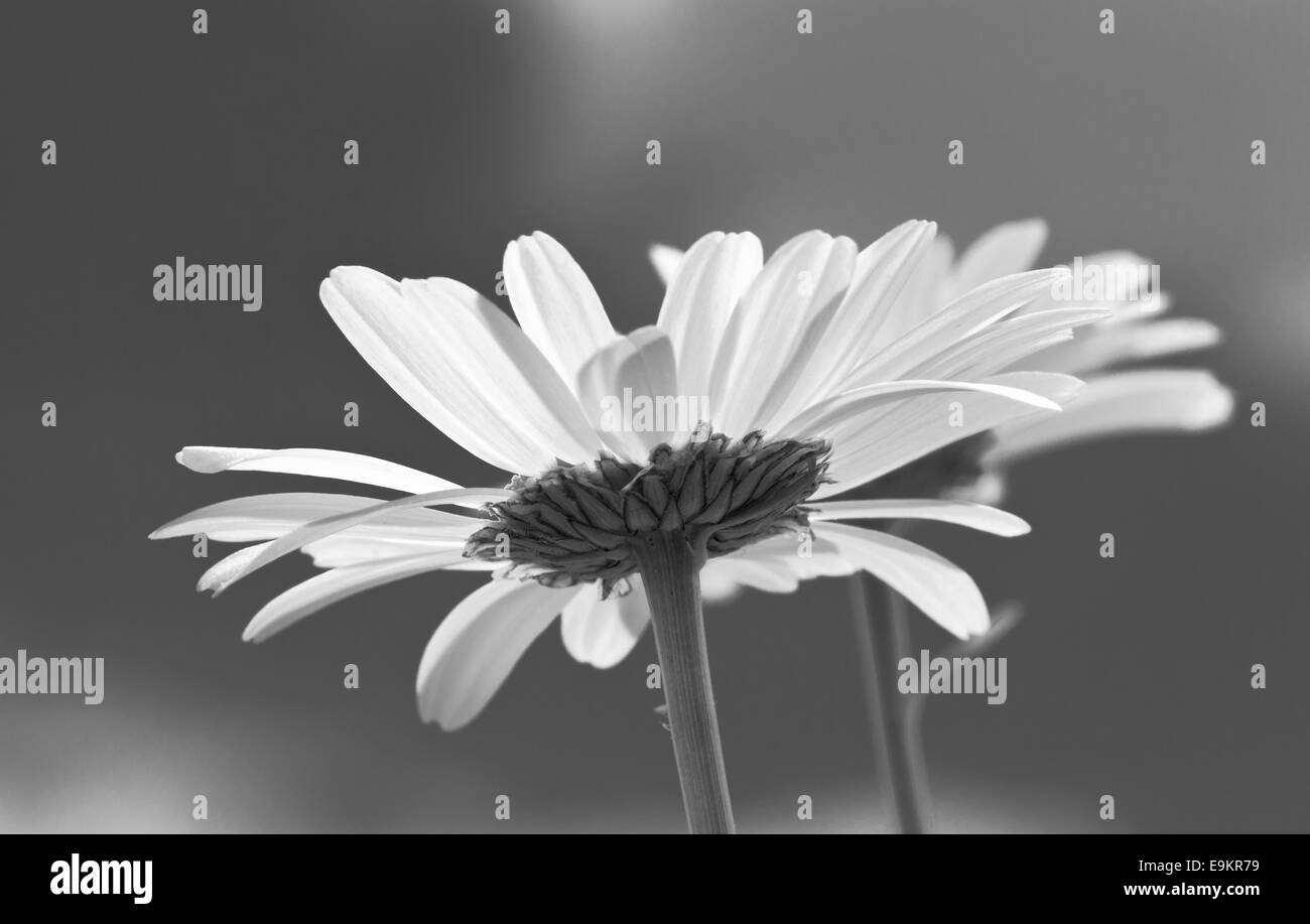 Ein Ochse-eyed Daisy Blume von der Unterseite betrachtet und blickte in einen blauen Himmel genommen eine Eisenbahn Felder, Lewes, East Sussex Stockfoto