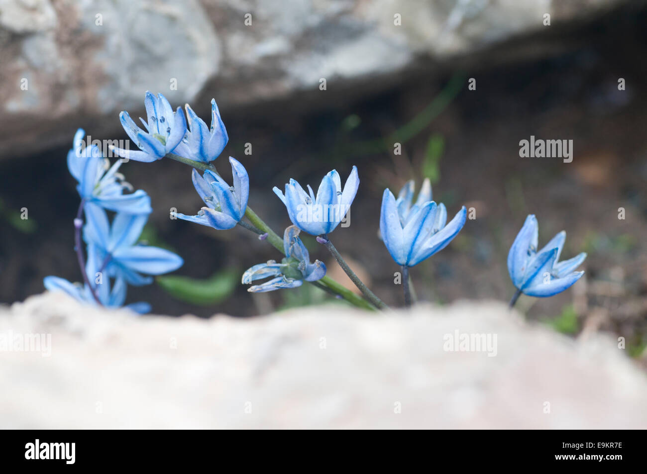 Gruppe von sibirischer Blaustern Blumen in einer Felsspalte genommen im Aladağlar National Park in der Türkei Stockfoto